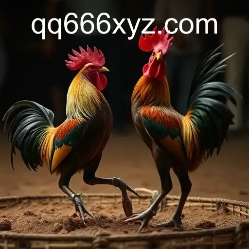 Cockfighting: A Controversial Tradition Touching Modern Realms